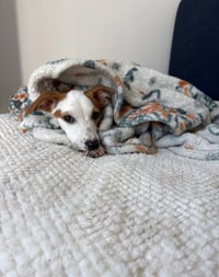 Monty - Photo 2