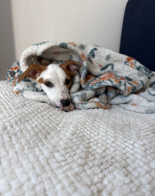 MONTY - Terrier available for adoption