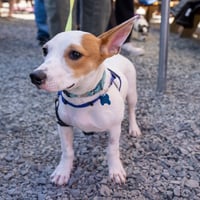 Monty - Photo 7