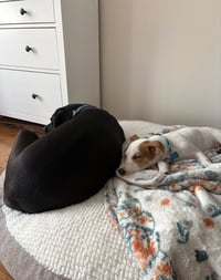 Monty - Photo 3