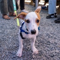 Monty - Photo 8