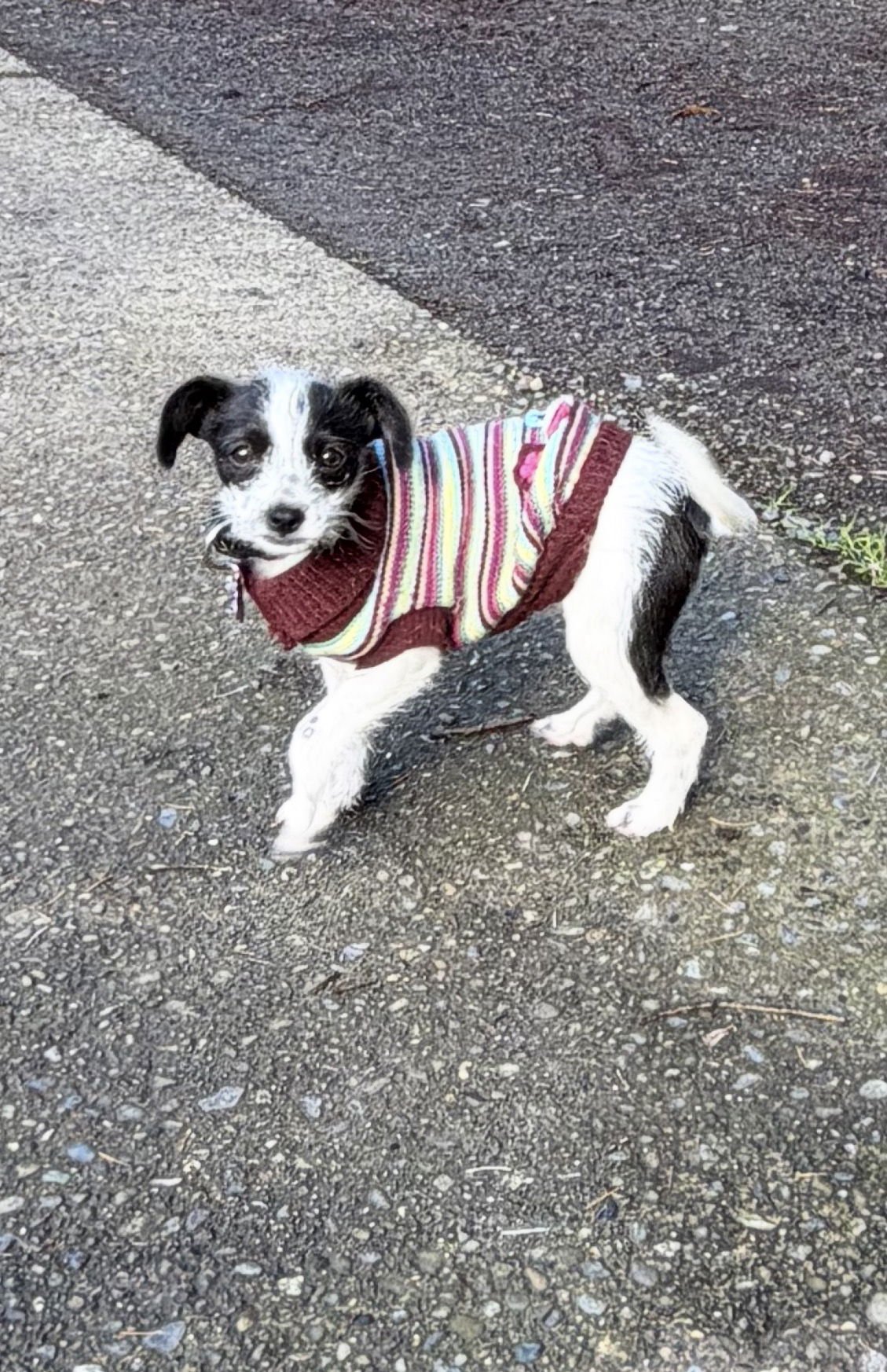 MARBLE - Chihuahua / Terrier available for adoption