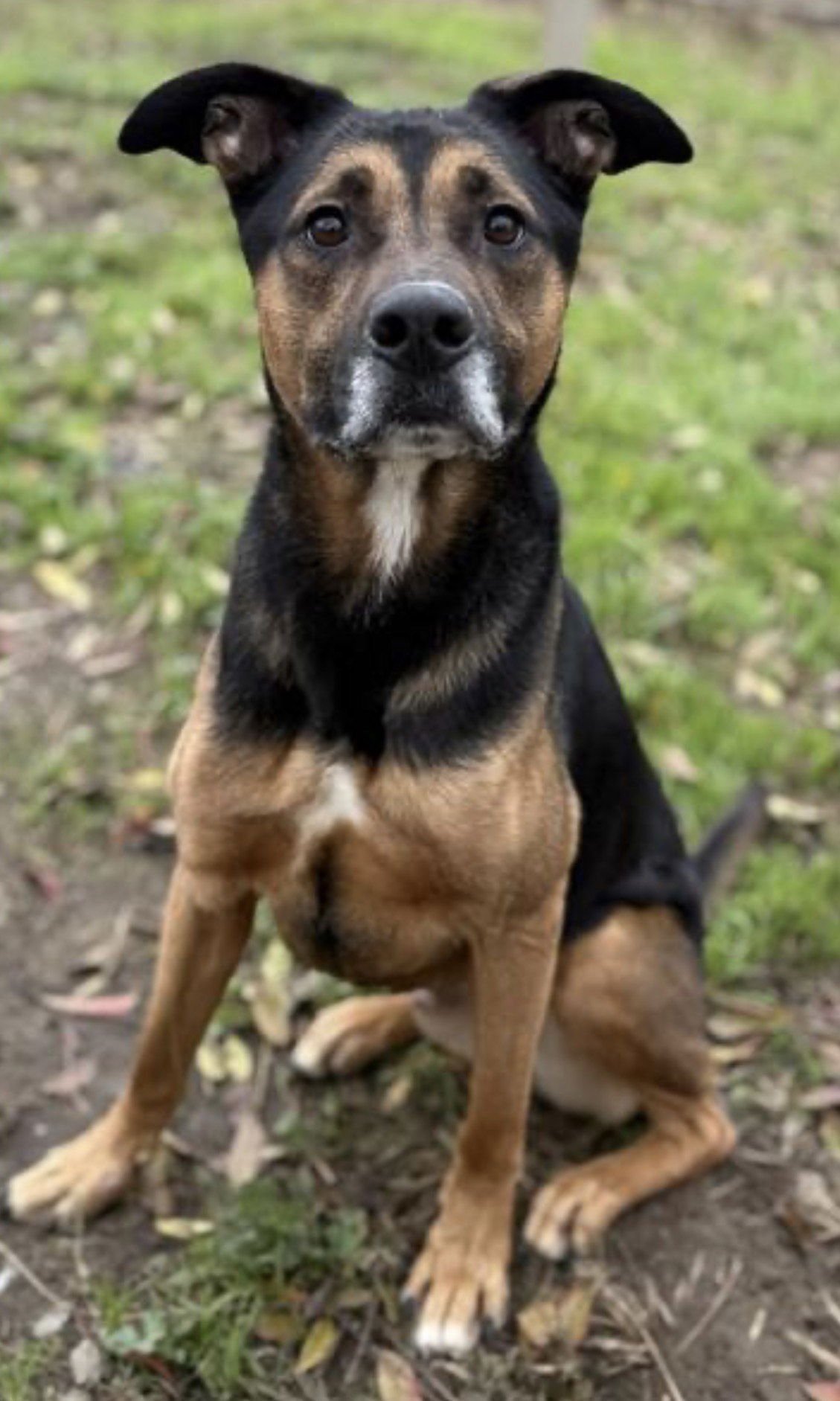 RANGER - German Shepherd Dog available for adoption
