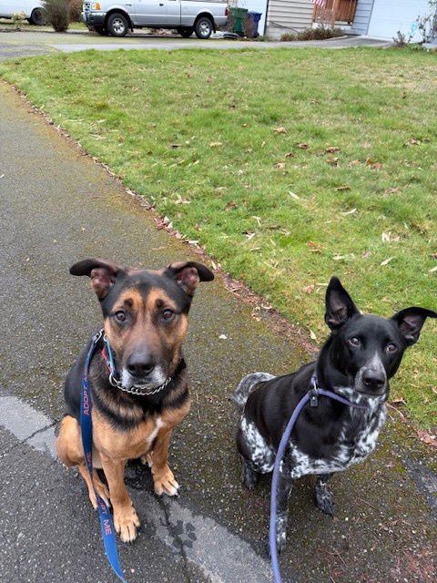 RANGER - German Shepherd Dog available for adoption