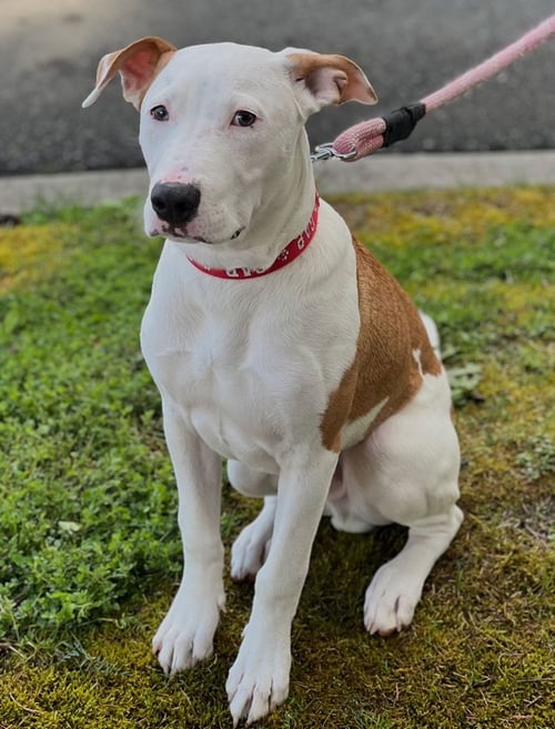 TOAD - Terrier / Cattle Dog for adoption in Seattle