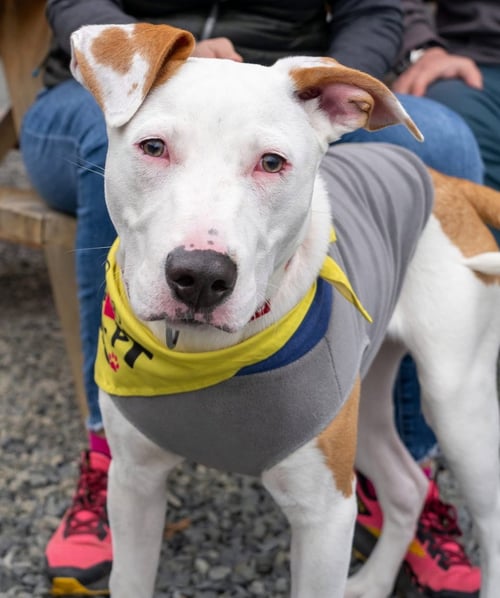 TOAD - Terrier / Cattle Dog for adoption in Seattle