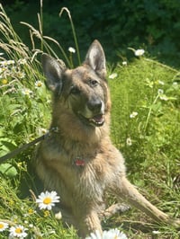 Rico - Photo 8
