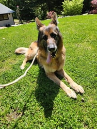 Rico - Photo 2