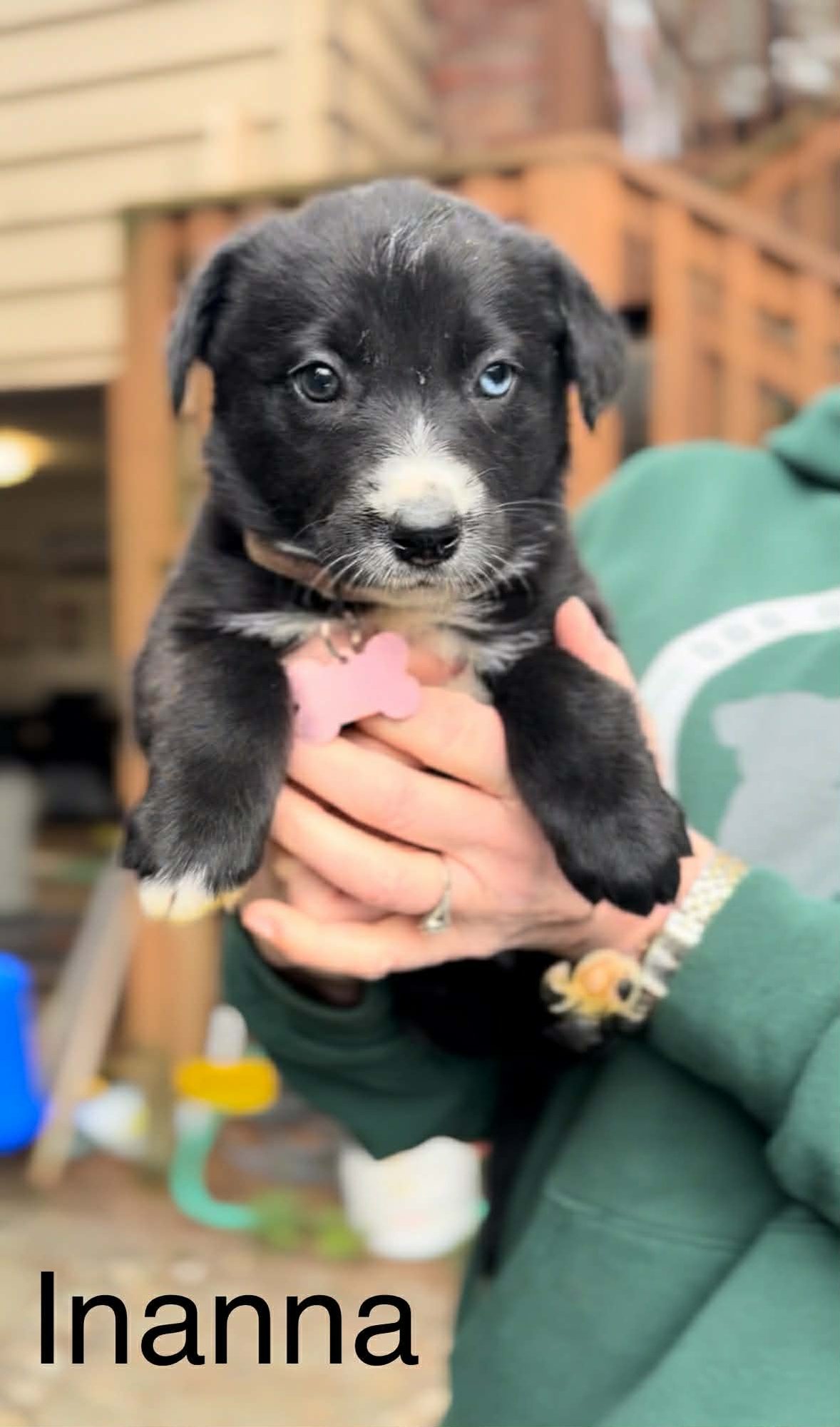 INANNA - German Shepherd Dog / Belgian Shepherd Malinois available for adoption