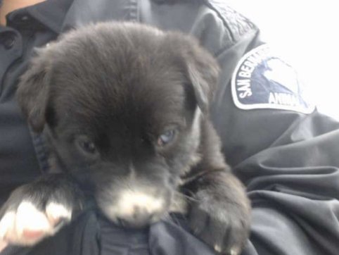 INANNA - German Shepherd Dog / Belgian Shepherd Malinois available for adoption