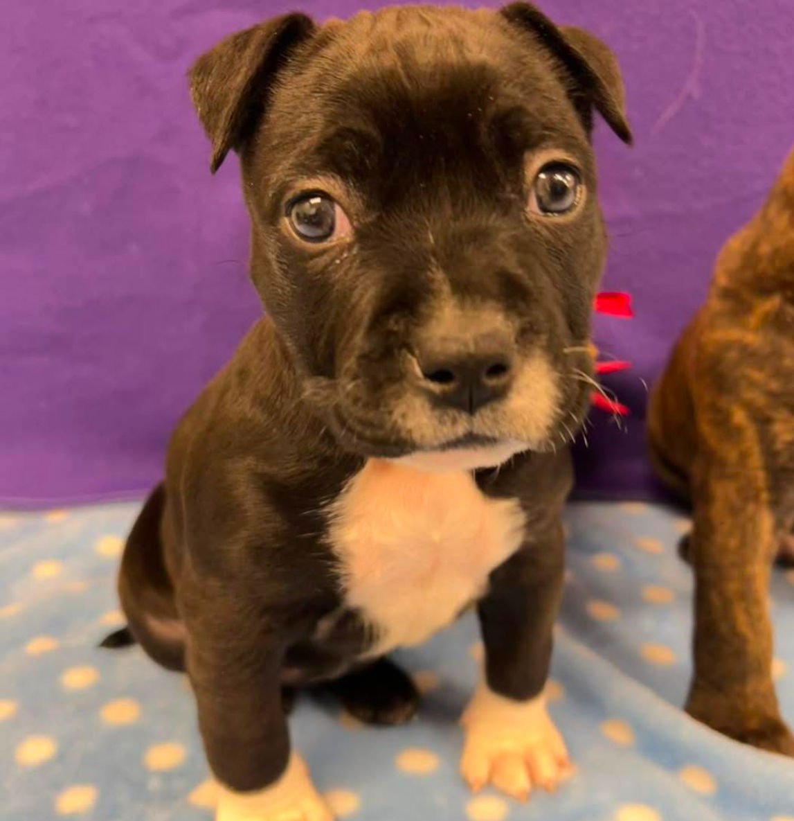 LUCY - Terrier available for adoption