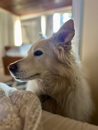 Louie the Great - Photo 4