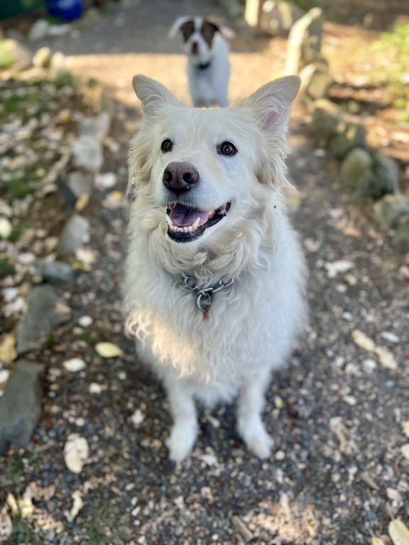 Louie the Great Image