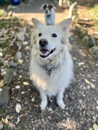 Louie the Great - Photo 1