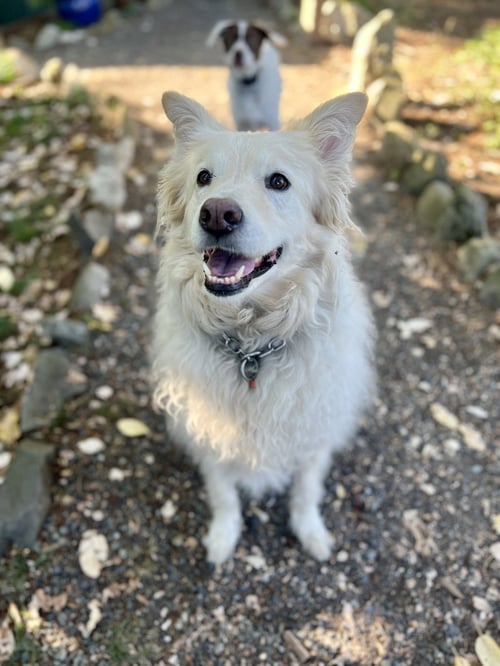 LOUIE THE GREAT - Great Pyrenees / Australian Cattle Dog/Blue Heeler for adoption in Seattle