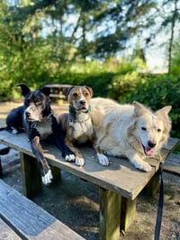 Louie the Great - Photo 2