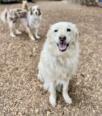 Louie the Great - Photo 5