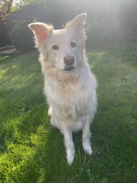 Louie the Great - Photo 6