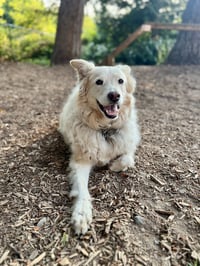 Louie the Great - Photo 3