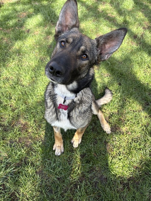 BONNIE - German Shepherd Dog / Retriever available for adoption
