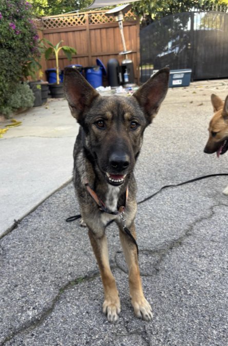 BONNIE - German Shepherd Dog / Retriever available for adoption