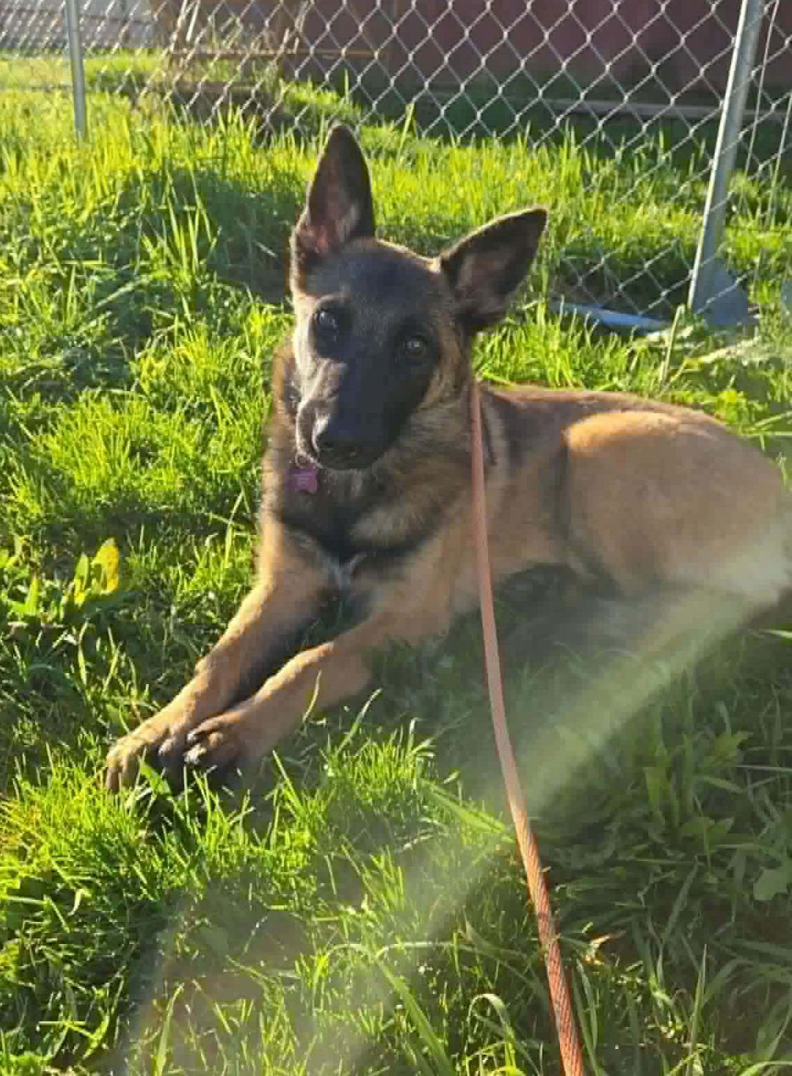 GENESIS - German Shepherd Dog available for adoption