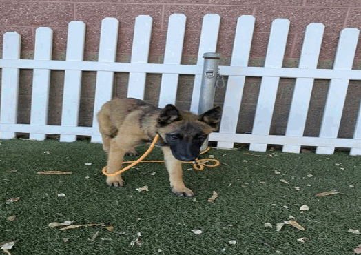 GENESIS - German Shepherd Dog available for adoption