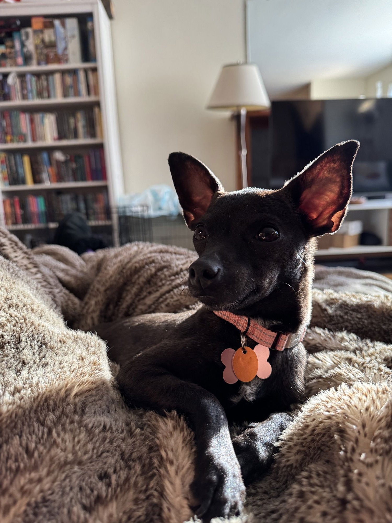 CRISTY - Chihuahua available for adoption