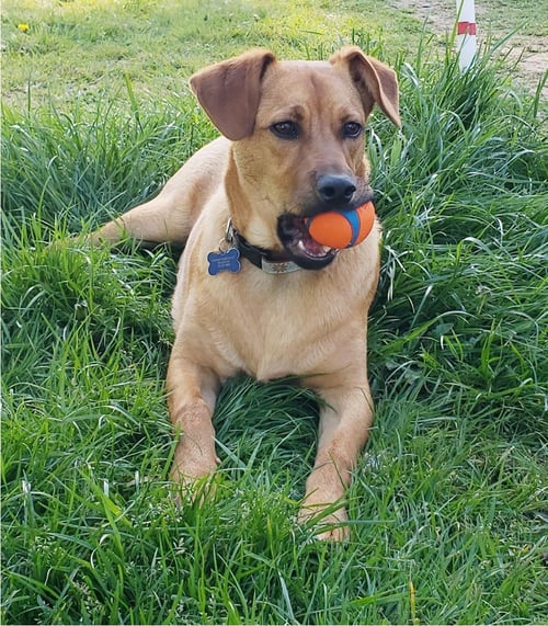 BRICK - Retriever / Hound for adoption in Seattle