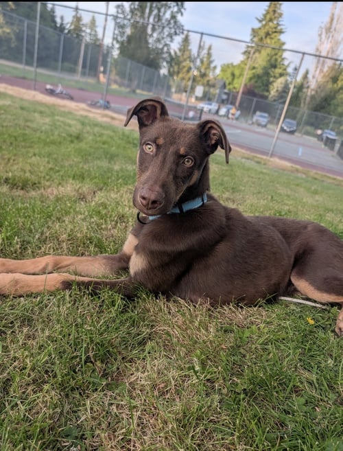 MARLO - Doberman Pinscher available for adoption