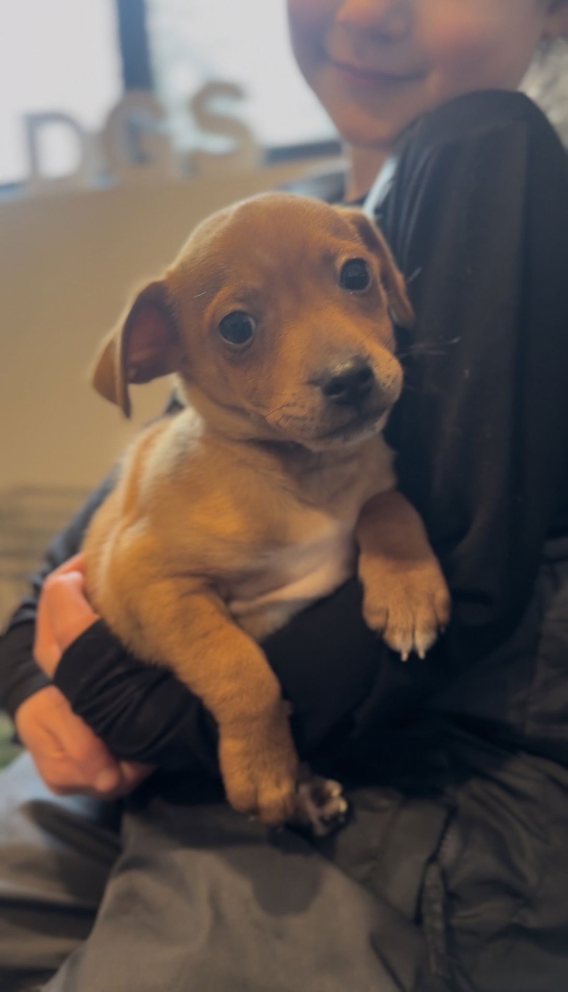 KRONK - Chihuahua / Dachshund available for adoption
