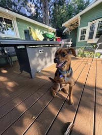 Pogo - Photo 5