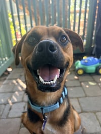 Pogo - Photo 1