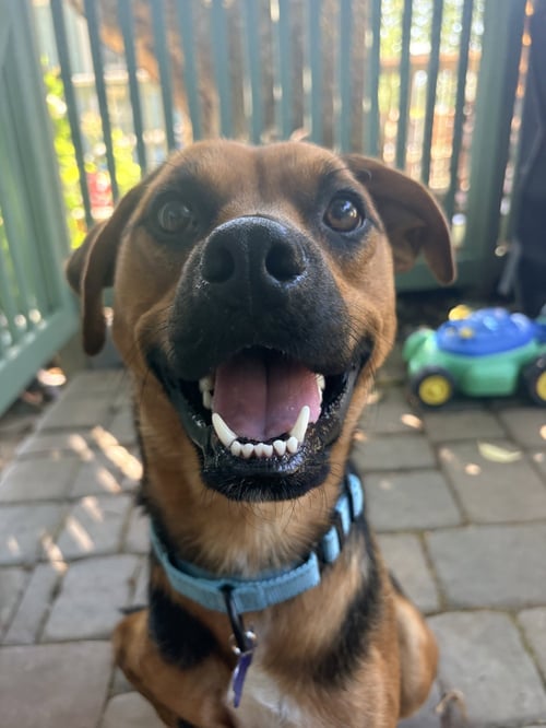 POGO - Shepherd available for adoption