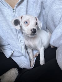 Snow -Adoption Pending - Photo 1