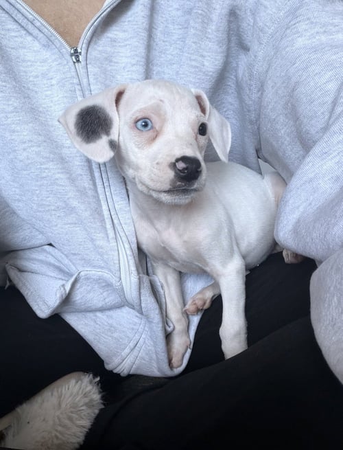 SNOW -ADOPTION PENDING