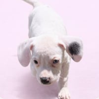 Snow -Adoption Pending - Photo 2