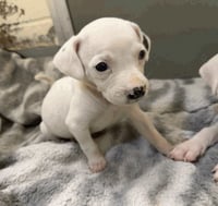 Snow -Adoption Pending - Photo 3