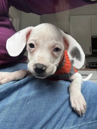 Snow -Adoption Pending - Photo 4