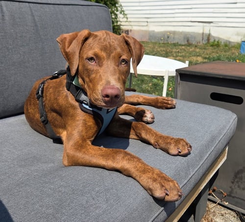 BONITA - German Shorthaired Pointer / Terrier available for adoption