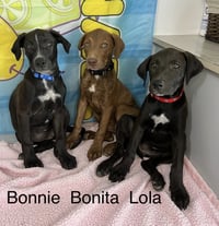 Bonita - Photo 5