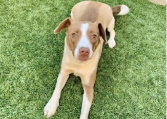 ALICE - Beagle available for adoption