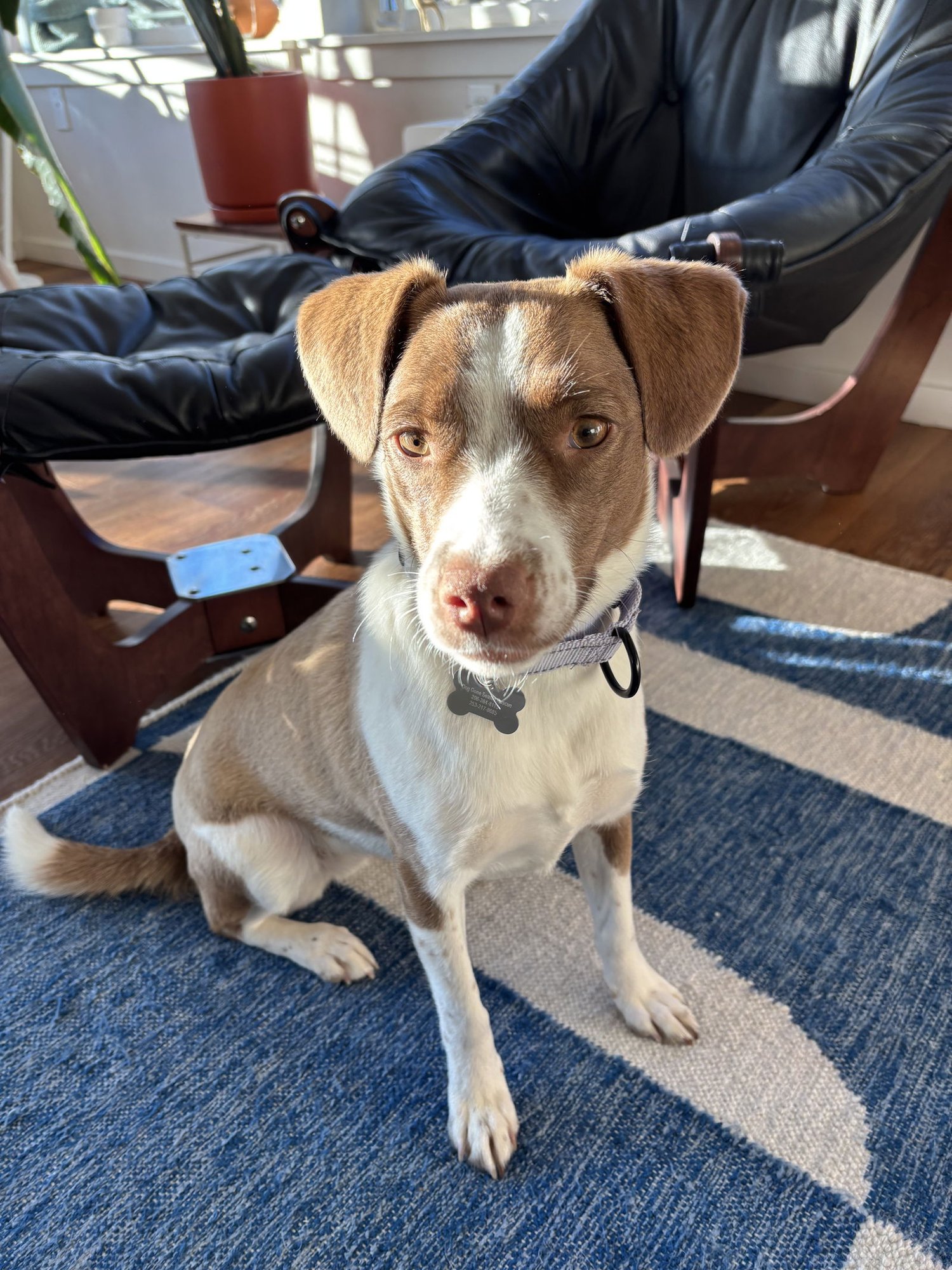 ALICE - Beagle available for adoption