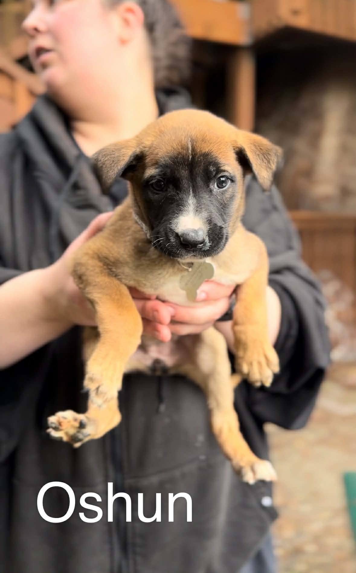 OSHUN - German Shepherd Dog / Belgian Shepherd Malinois available for adoption