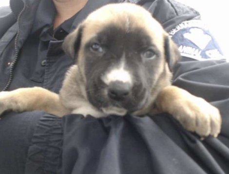 OSHUN - German Shepherd Dog / Belgian Shepherd Malinois available for adoption