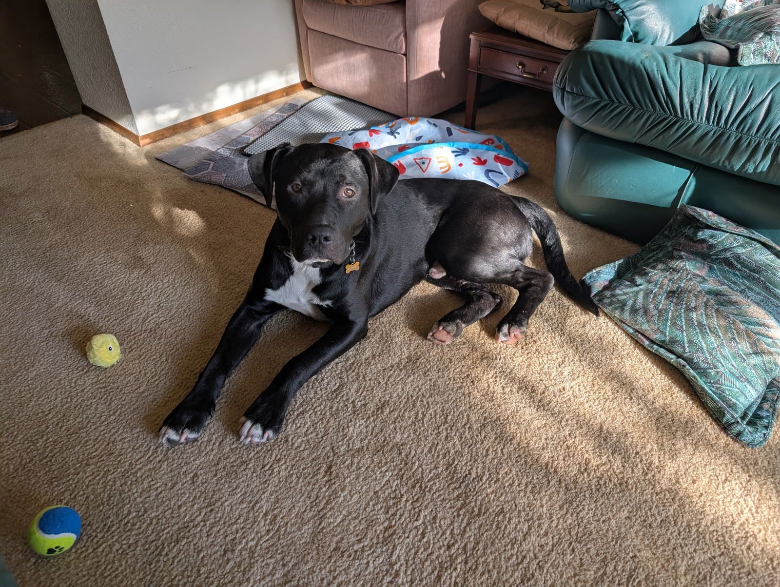 BUDDY - Labrador Retriever / Pit Bull Terrier available for adoption