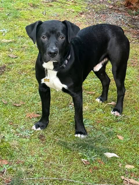 BUDDY - Labrador Retriever / Pit Bull Terrier available for adoption