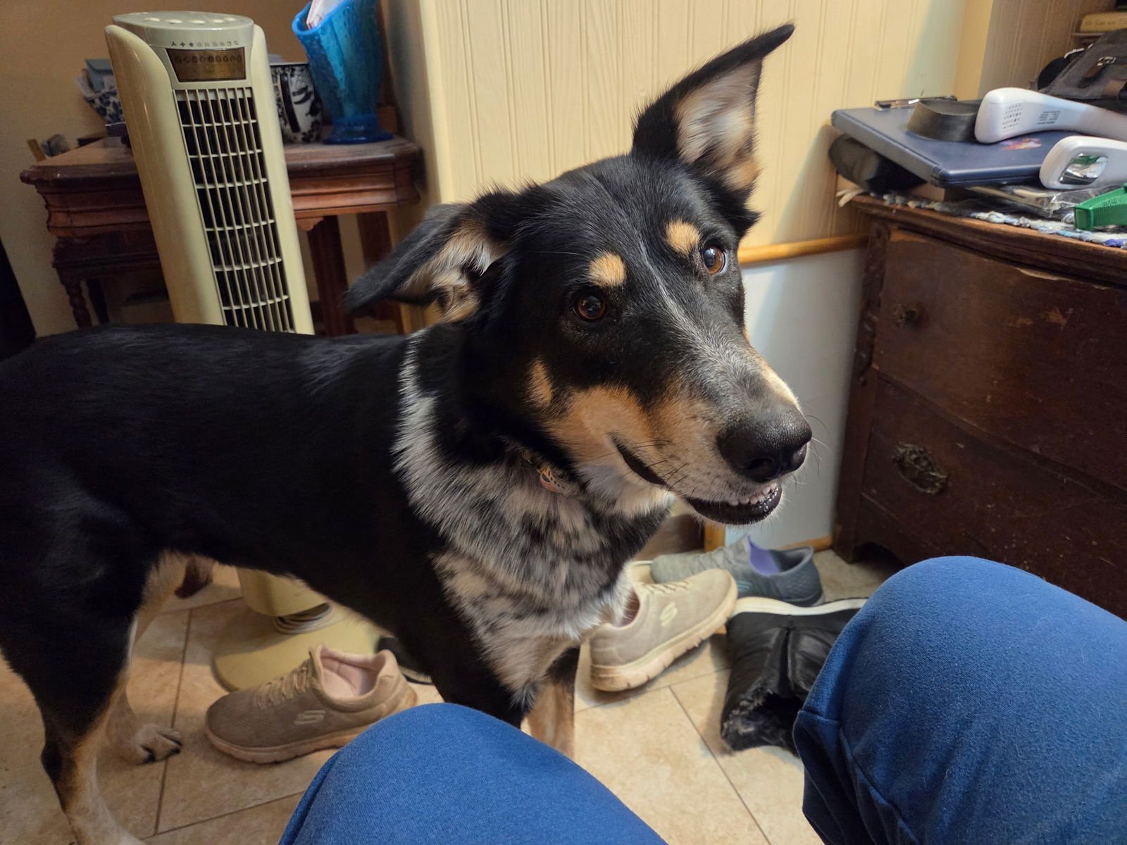 SUNNY - Border Collie available for adoption