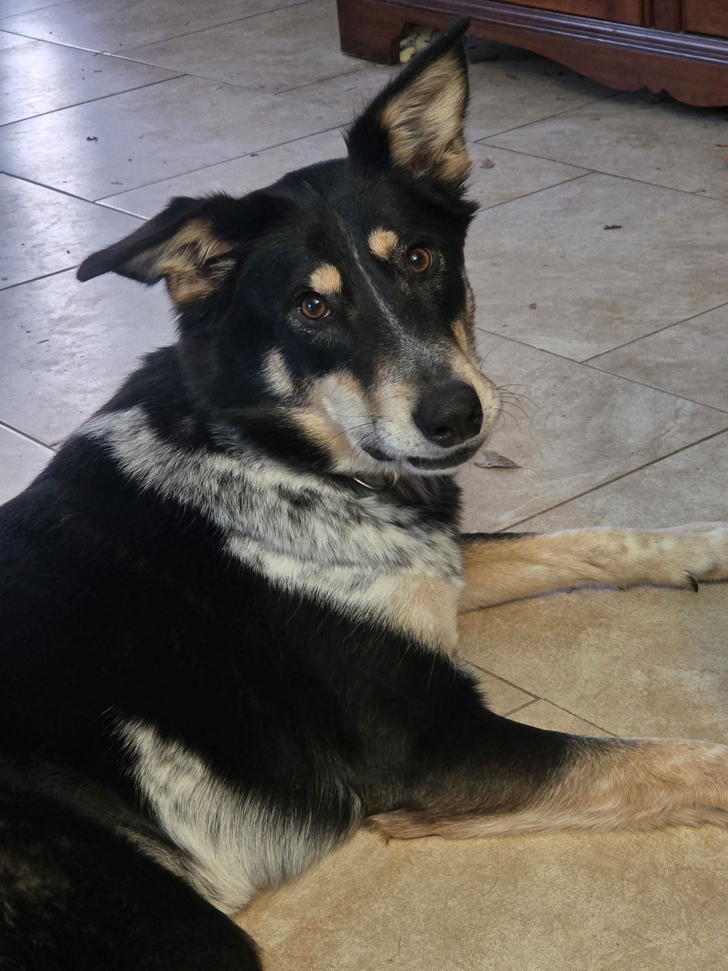 SUNNY - Border Collie available for adoption