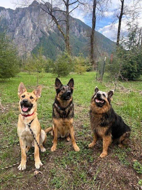 CLYDE - German Shepherd Dog / Retriever available for adoption